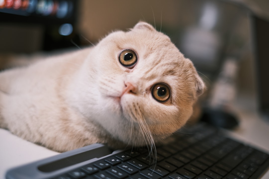 What are the risks of neglecting regular updates on a WordPress website without a maintenance company? 3 a cat laying on top of a computer keyboard sad webmasterbroken sitehacker alertpanic