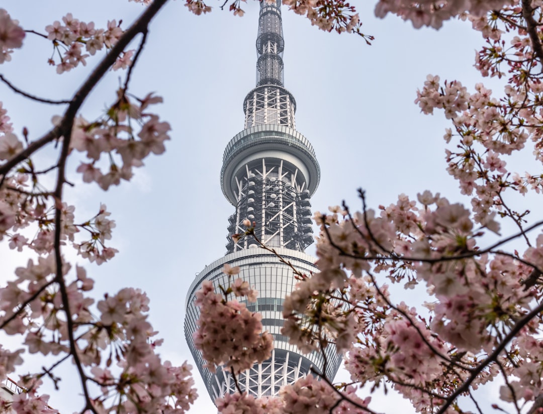 How many internal links per page for SEO? 2 view of white metal tower through cherry blossom tree seo audit content links site structure