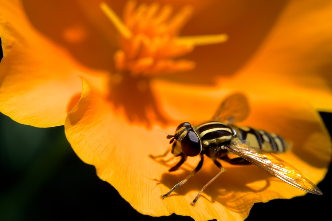How to Create Jotform API Keys 3 a bee on a flower data securityapi protectionaccount safety