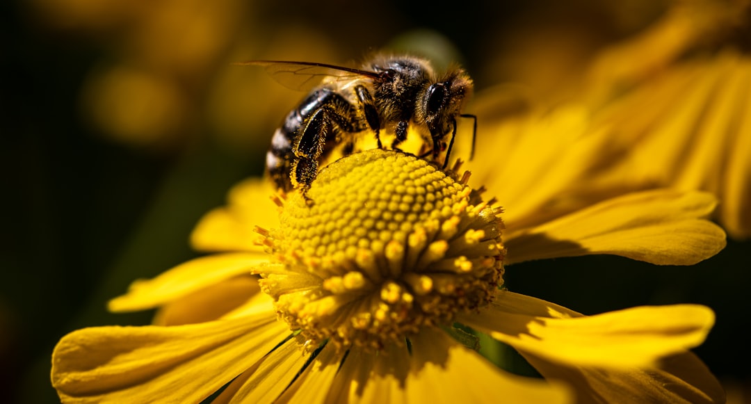 How to Create Jotform API Keys 3 a bee sitting on top of a yellow flower data securityapi protectionaccount safety