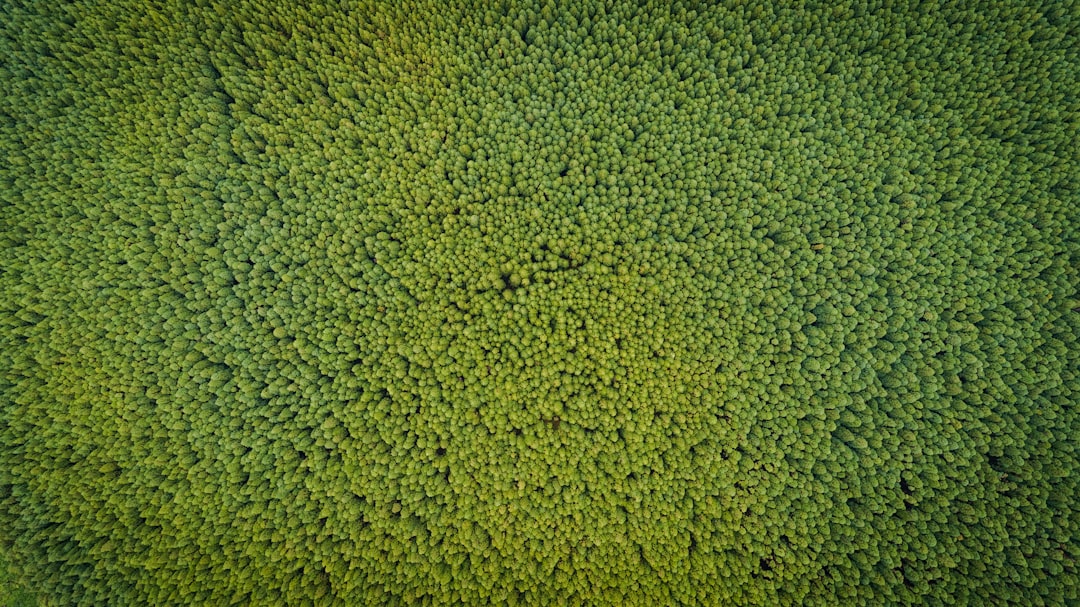How do I edit a person in a video? 1 aerial photography of green trees add person to video green screen effect editing tools