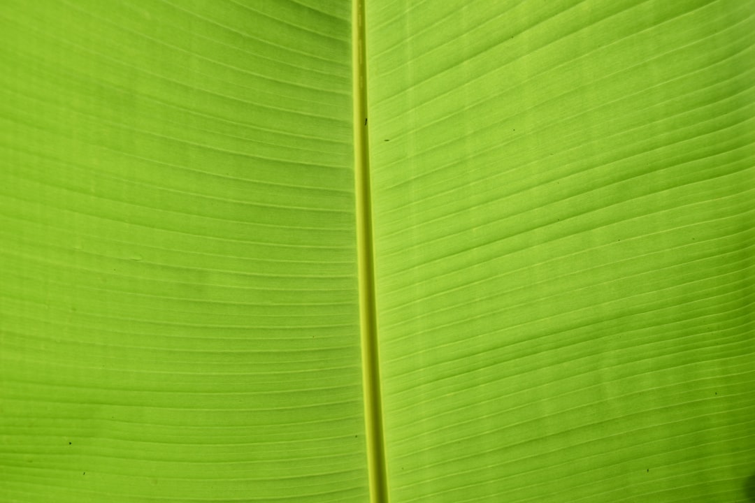 Is WPS Office still free? 2 green banana leaf add person to video green screen effect editing tools 1