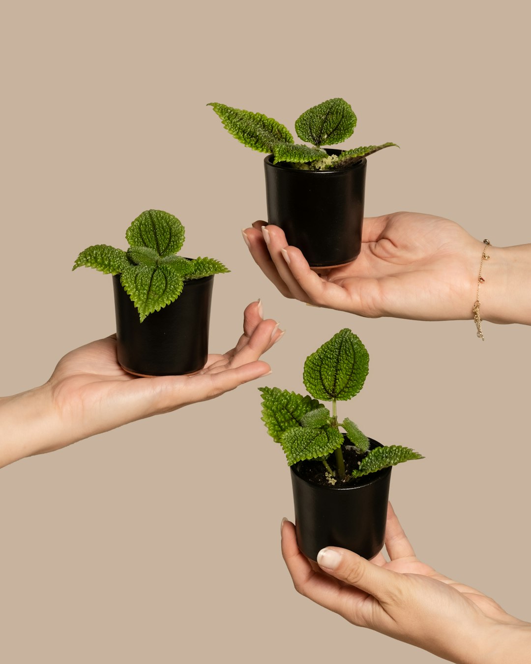 How do I check TACoS on Amazon? 2 a group of people holding small plants in their hands organic growth ecommerce metrics advertising trends
