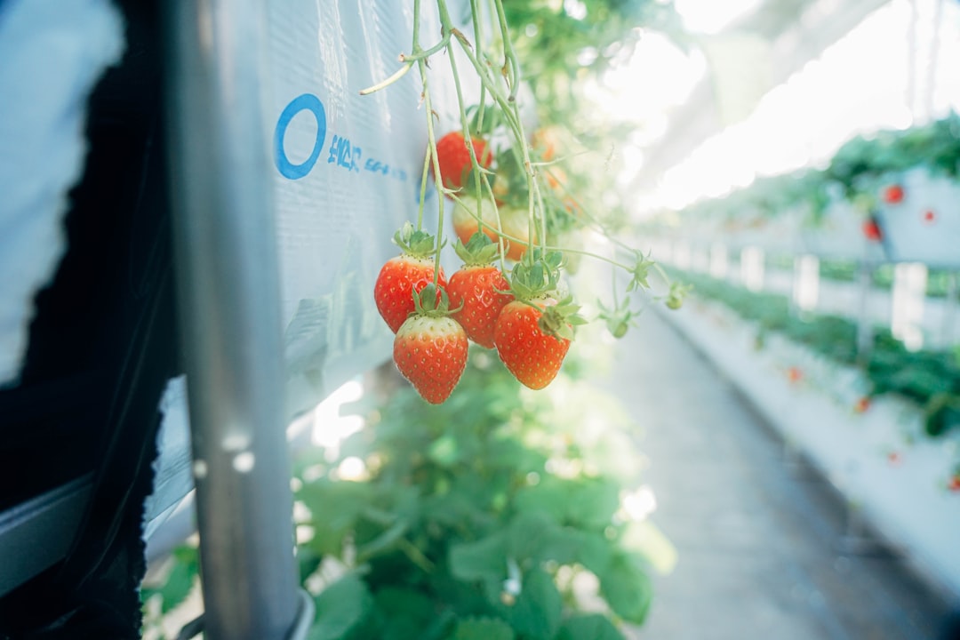 a group of strawberries growing on a plant organic growth ecommerce metrics advertising trends