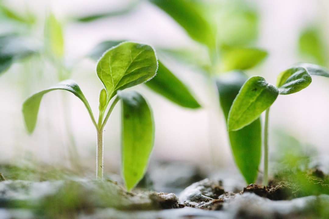 green plants on soil organic growth ecommerce metrics advertising trends