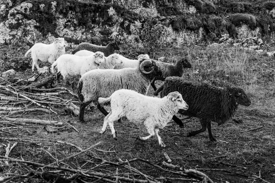 a flock of sheep runs across the landscape cult of the lamb gameplay temple ritual