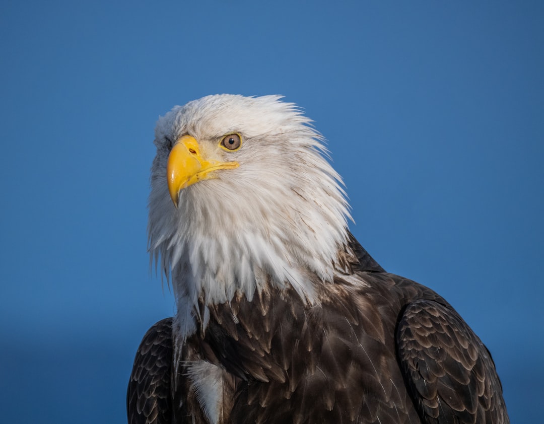 a majestic bald eagle looks alert ai browser technology voice assistant microsoft eagle