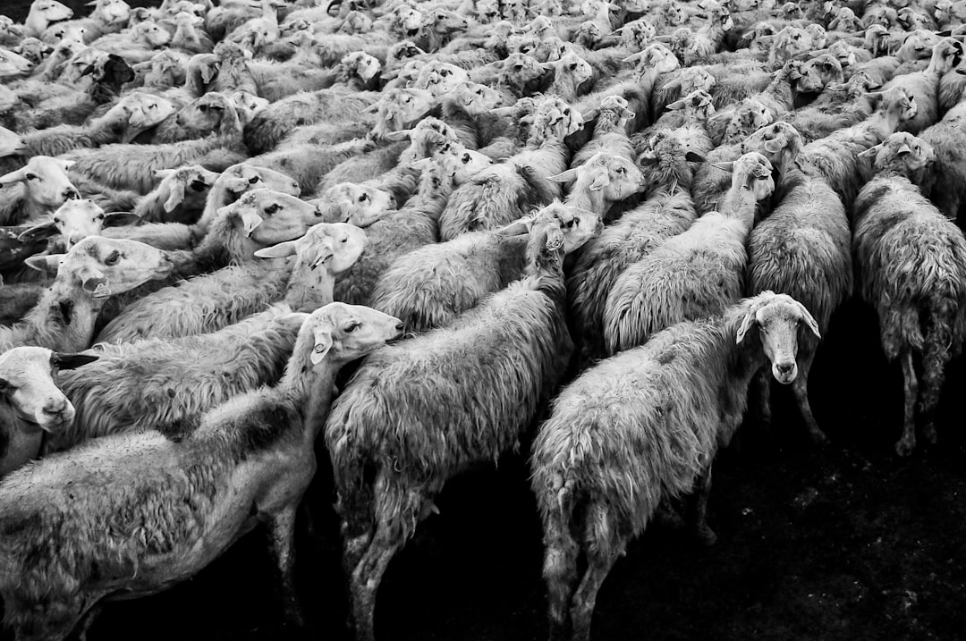 Cult of the Lamb Stuck on Loading Screen? Try This 2 herd of sheep in grayscale photo cult of the lamb gameplay temple ritual