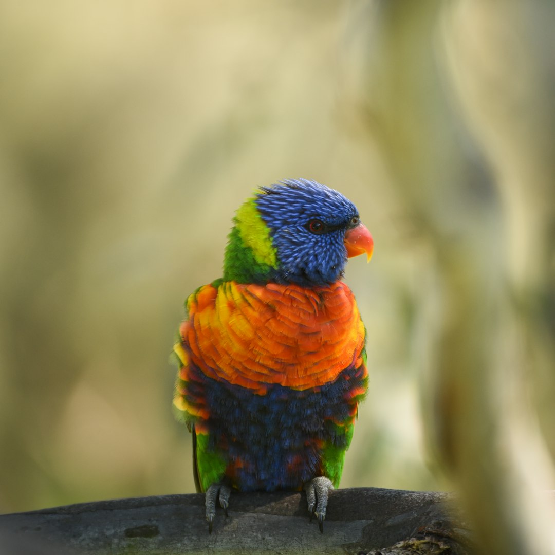 a colorful bird sitting on top of a tree branch australia branding nature colors inclusive logo