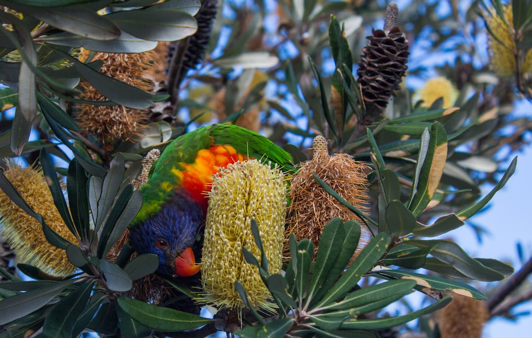 a colorful bird sitting on top of a tree australia branding nature colors inclusive logo