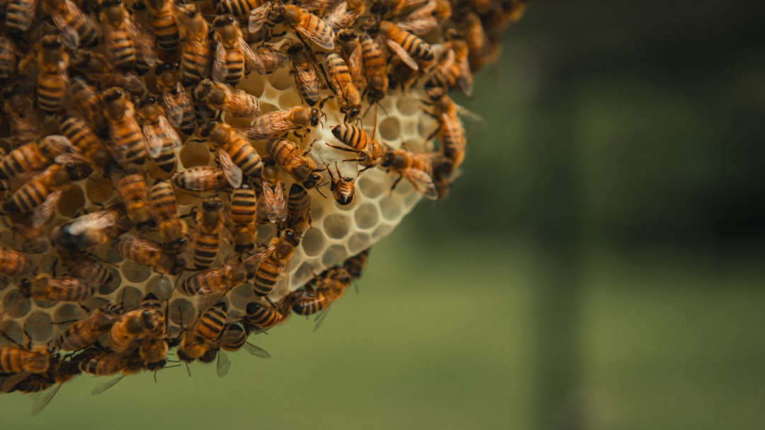 a bunch of bees that are on a piece of wood data securityapi protectionaccount safety