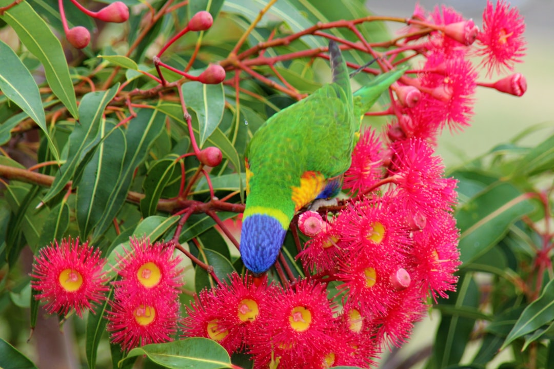green blue and yellow bird on red flower australia branding nature colors inclusive logo