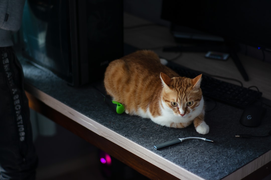 a cat sitting on a table next to a computer monitor computer glitch slow internet help desk