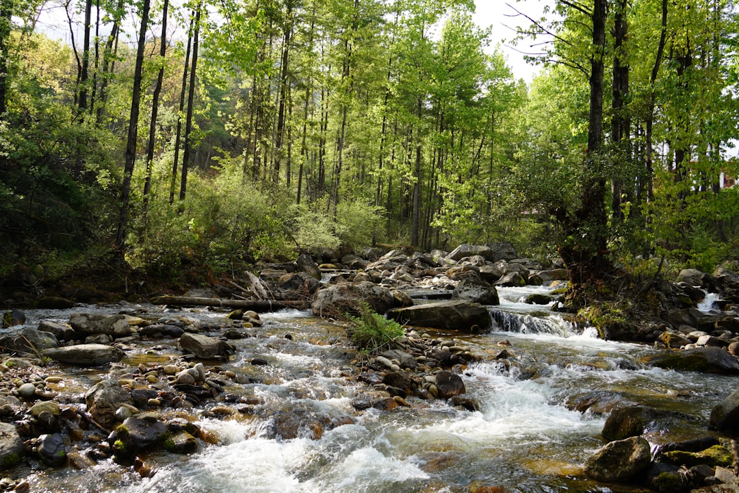 a river running through a forest environment protection clean river green construction earth control